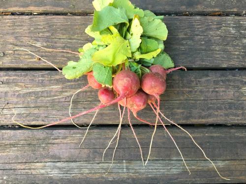 radishes