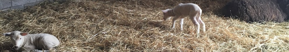 Inside a barn a small white lamb nibbles hay. In the foreground, two brown lambs and one white lamb rest.