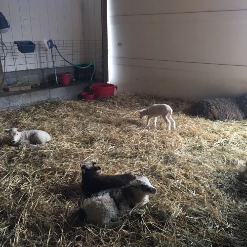 Inside a barn a small white lamb nibbles hay. In the foreground, two brown lambs and one white lamb rest.