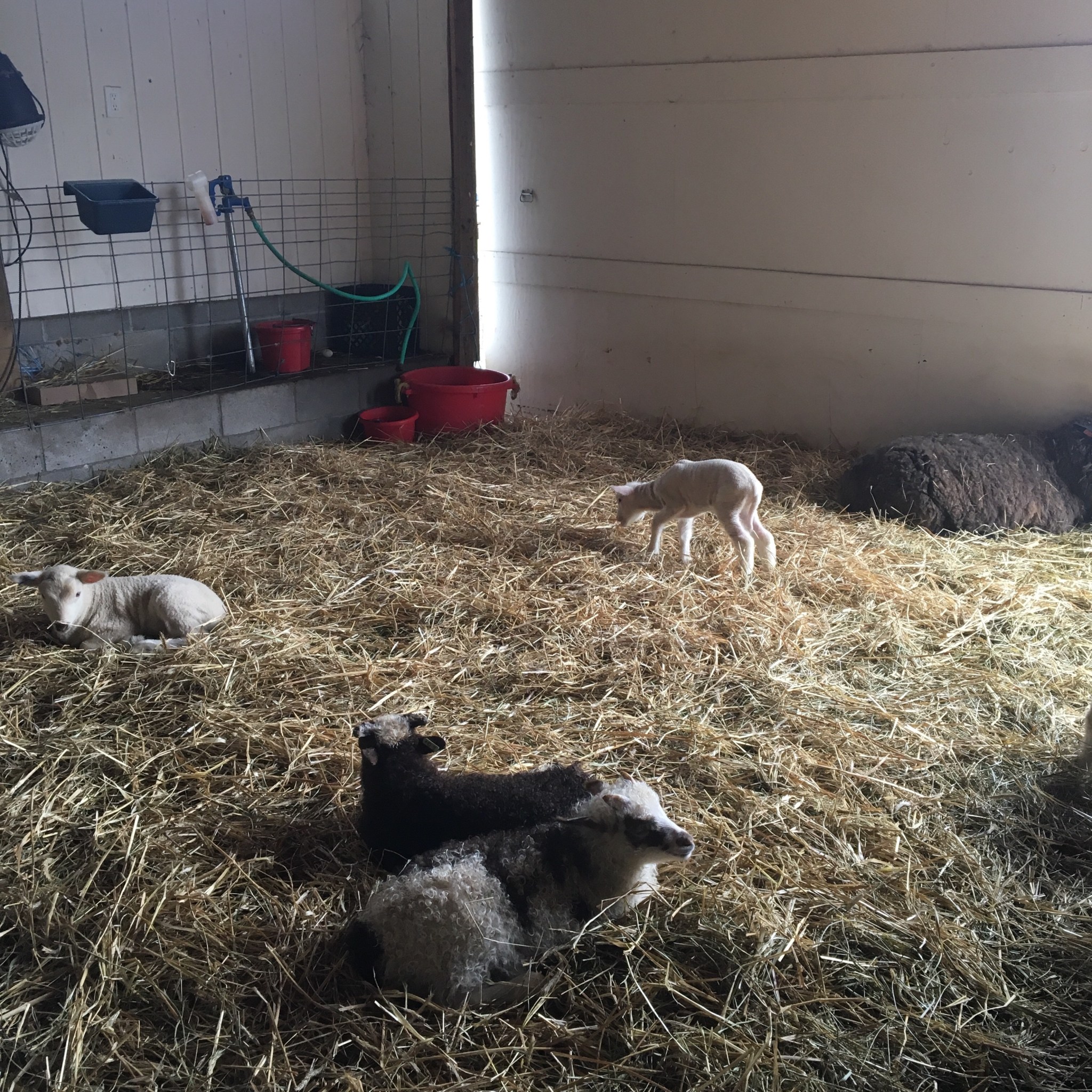 Inside a barn a small white lamb nibbles hay. In the foreground, two brown lambs and one white lamb rest.